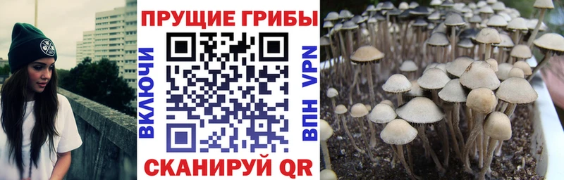 omg рабочий сайт  Мураши  Галлюциногенные грибы мицелий 